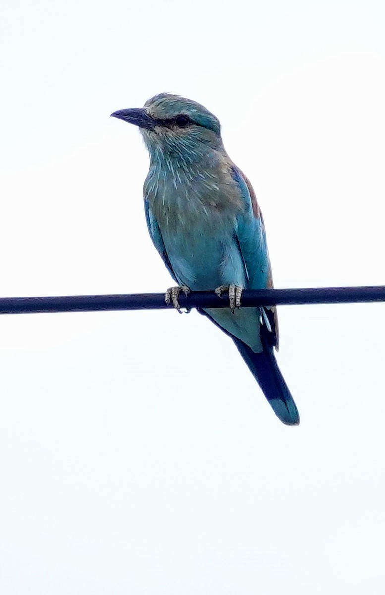 European Roller - ML646238842