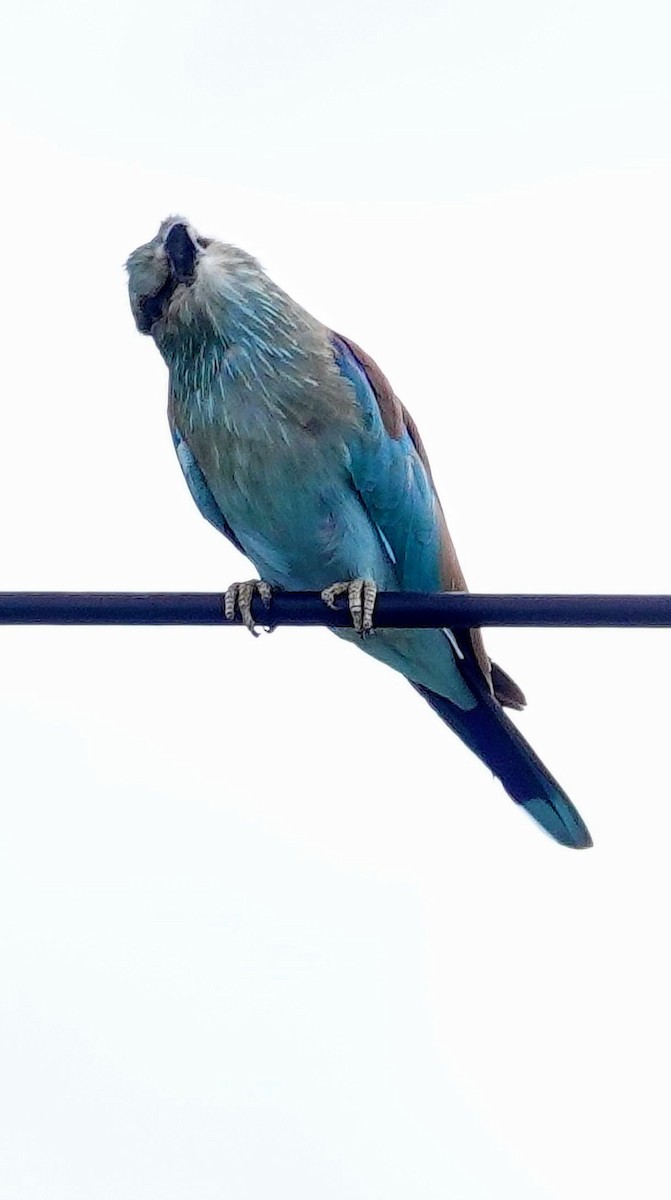 European Roller - ML646238843
