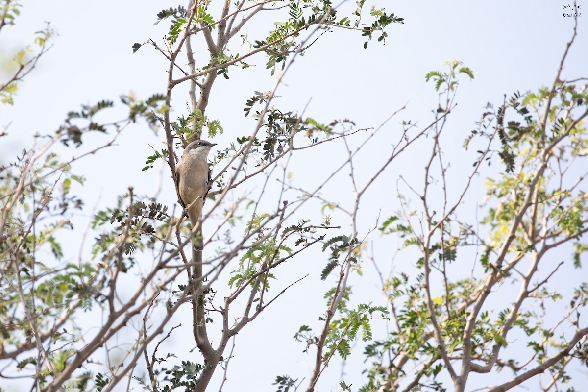 Lesser Whitethroat - ML646238845