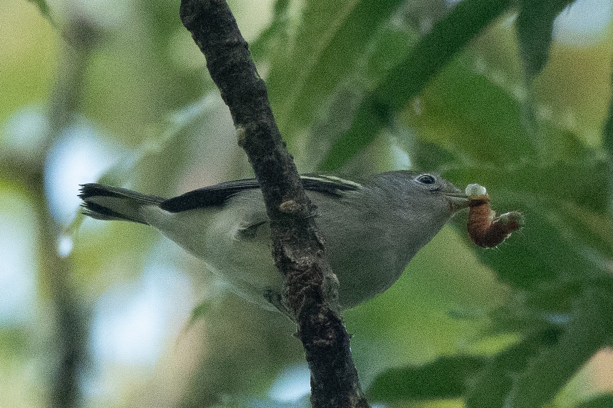 Chestnut-sided Warbler - ML646238846