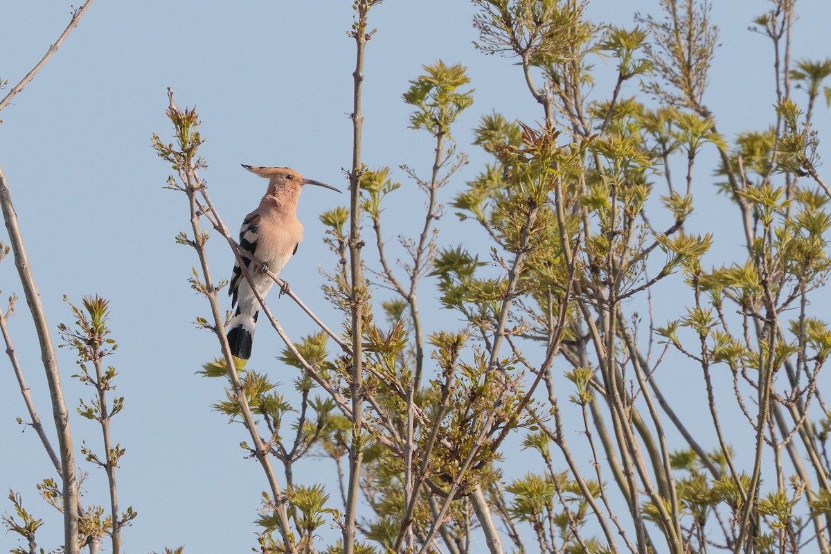 דוכיפת - ML646238847