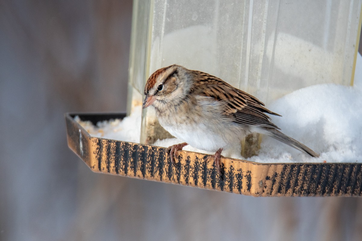 Chipping Sparrow - ML646238849