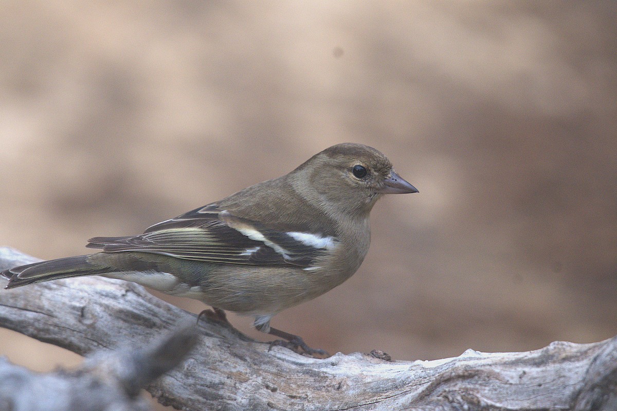 Common Chaffinch - ML646238855