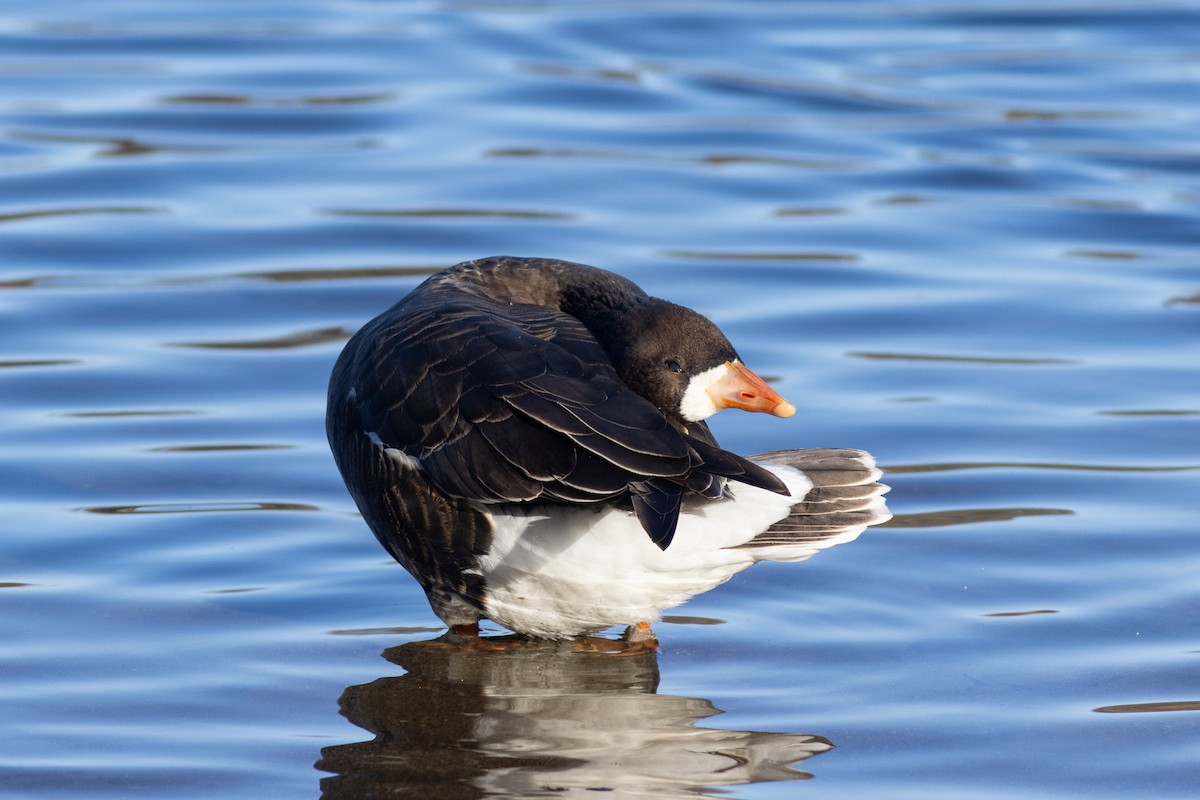 Greater White-fronted Goose (Greenland) - ML646238856