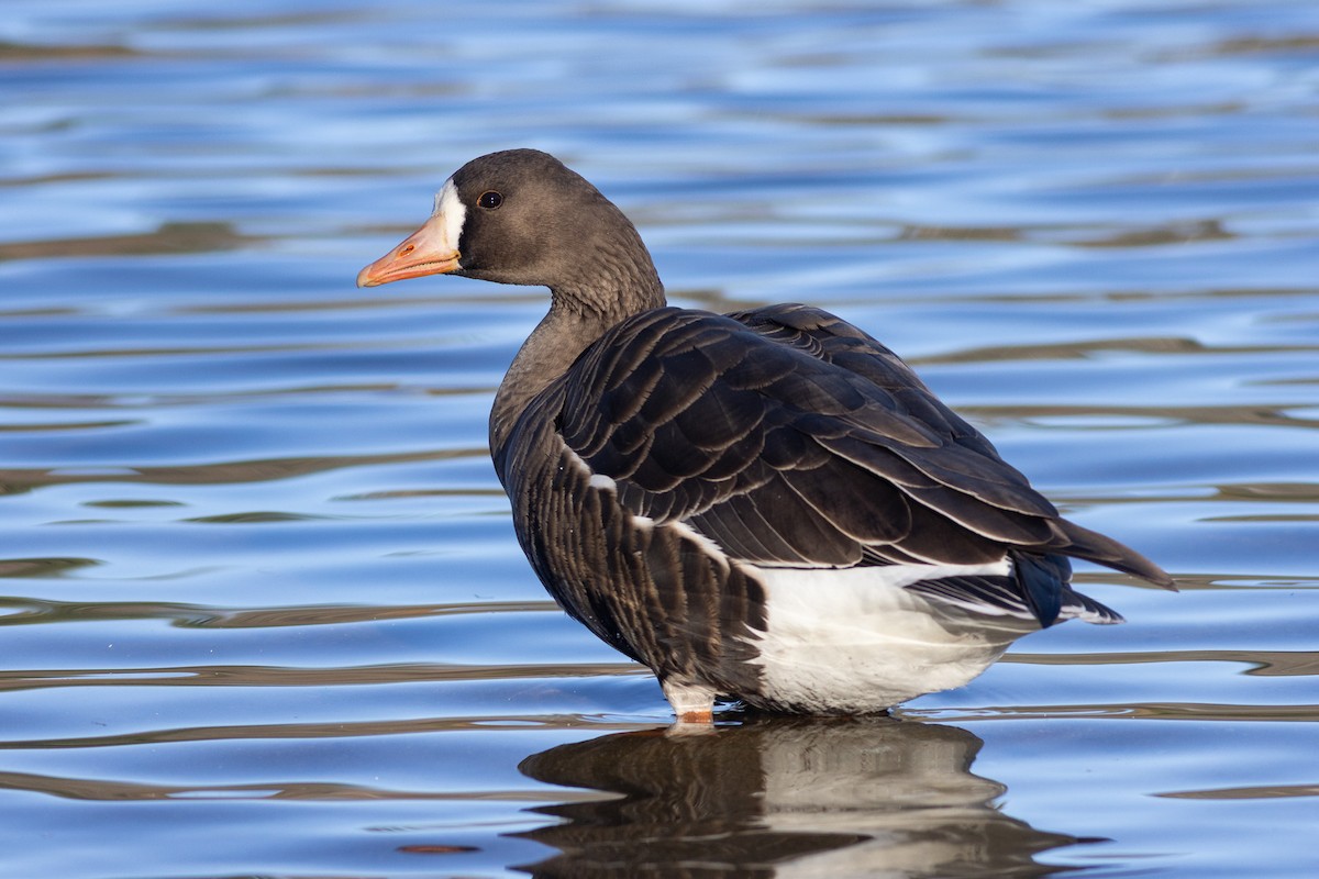 Greater White-fronted Goose (Greenland) - ML646238857