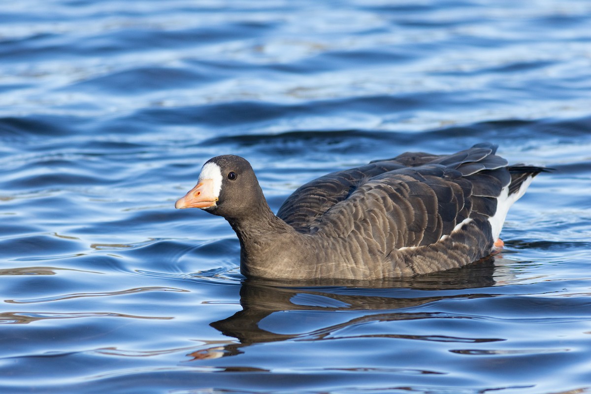 Greater White-fronted Goose (Greenland) - ML646238858