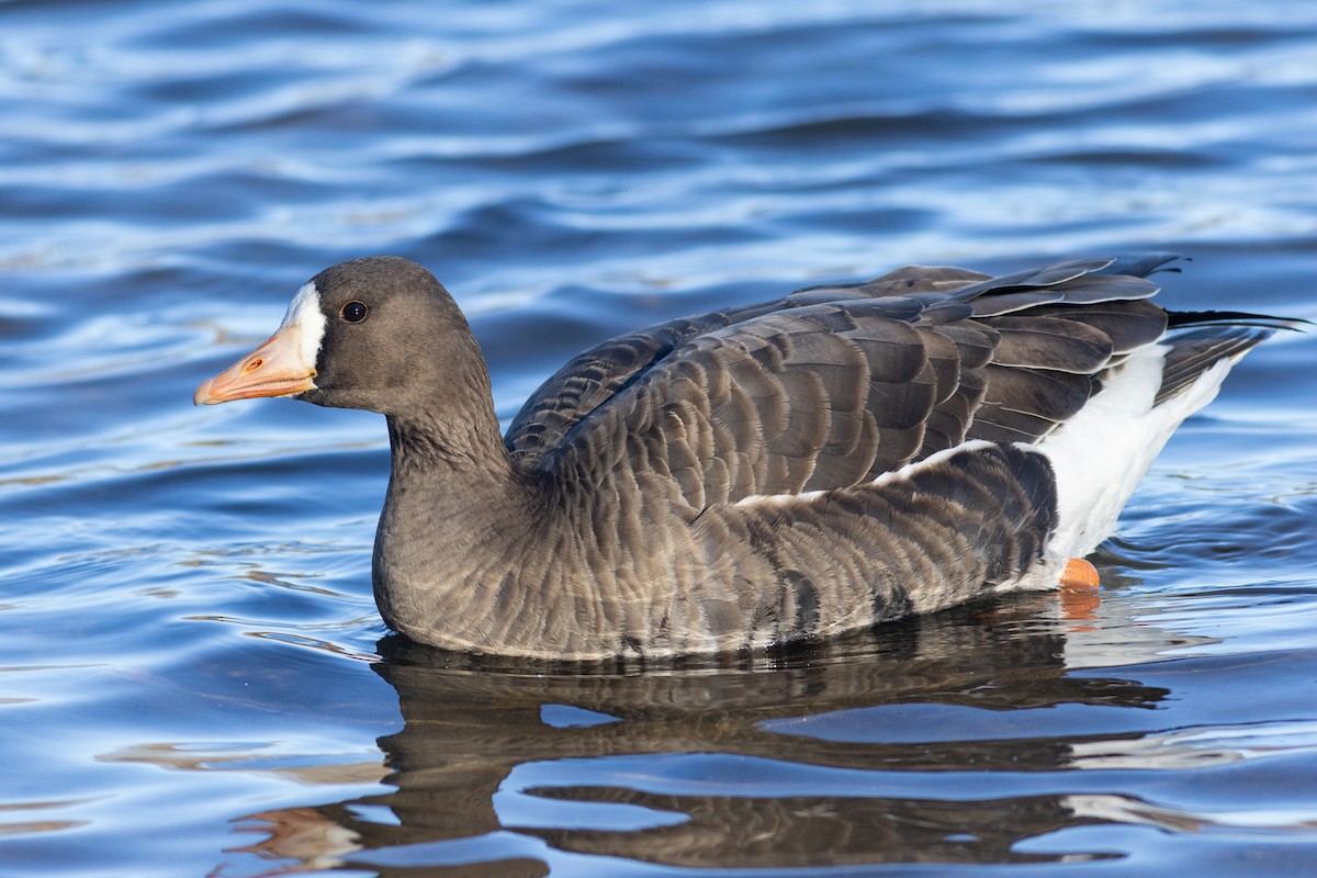 Greater White-fronted Goose (Greenland) - ML646238859