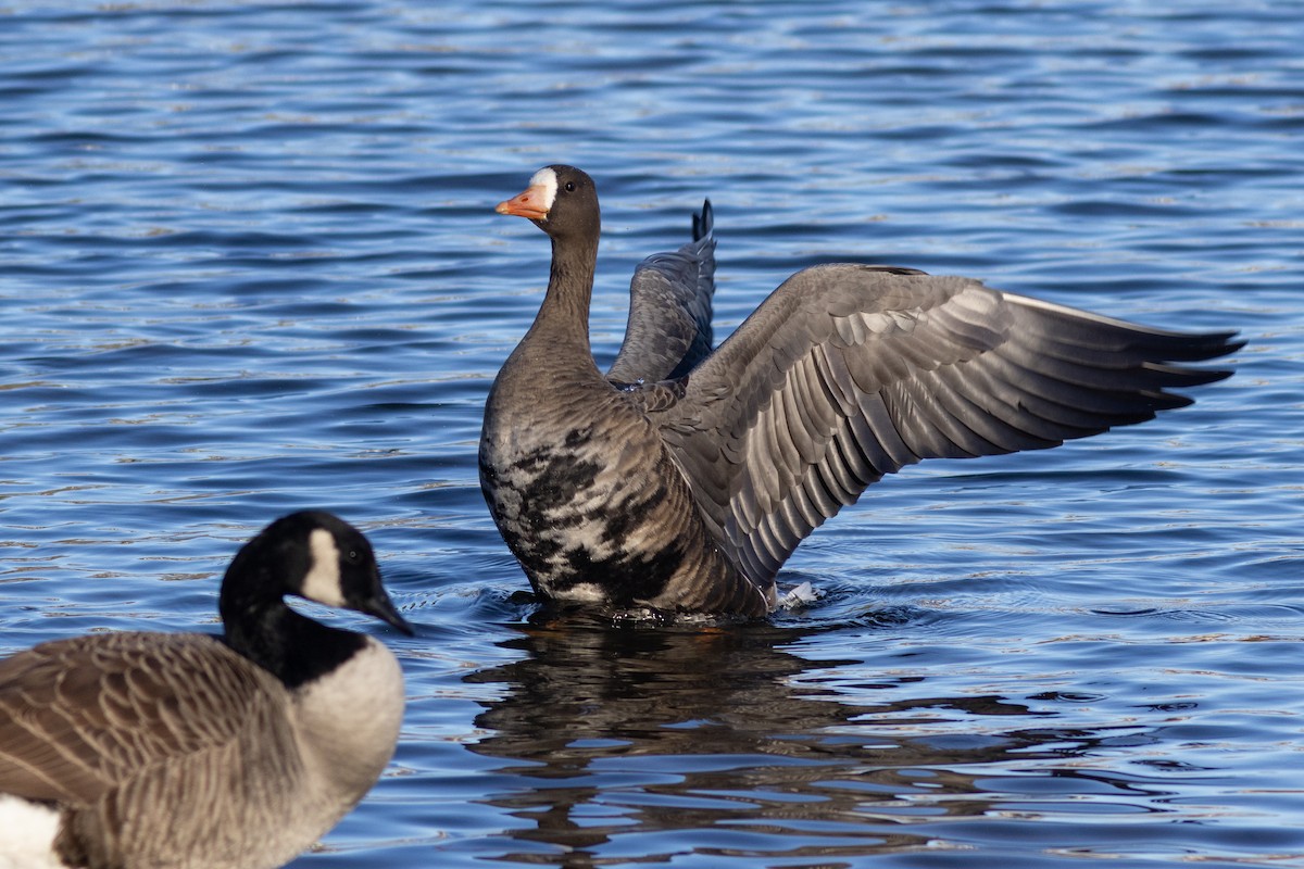 Greater White-fronted Goose (Greenland) - ML646238860