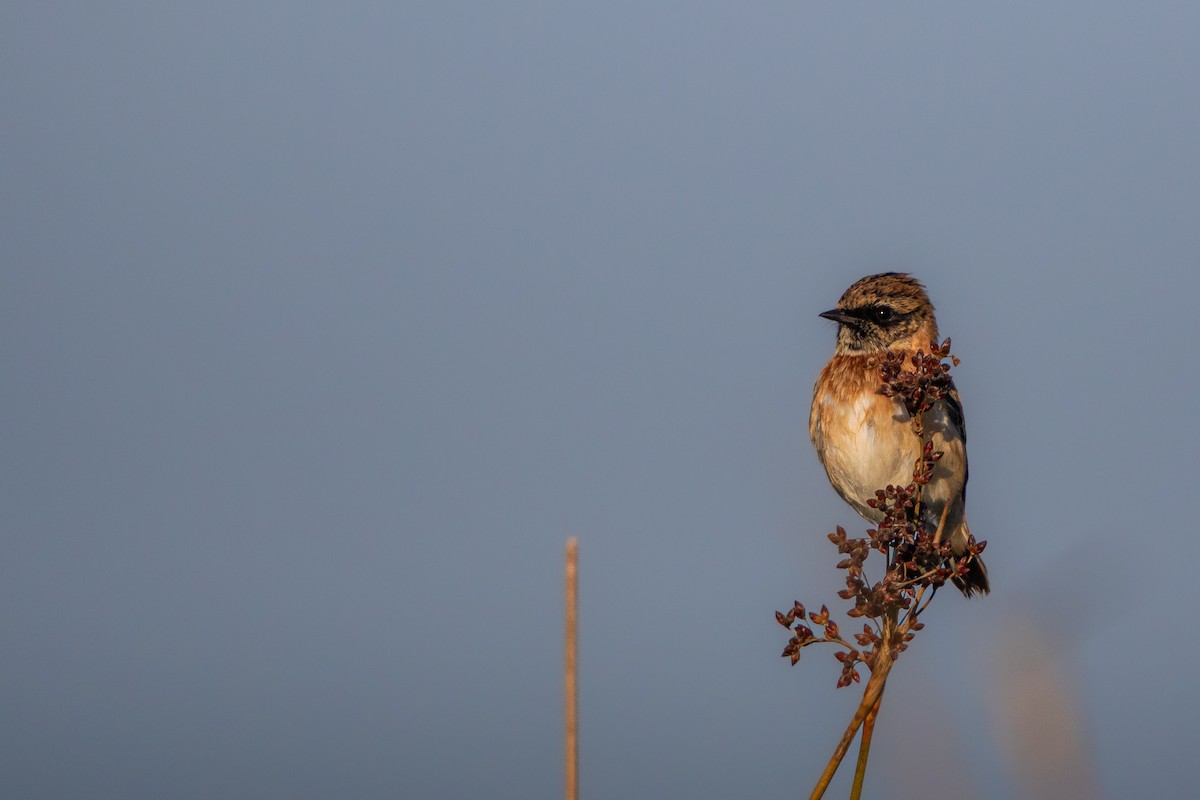 Siberian Stonechat - ML646238864