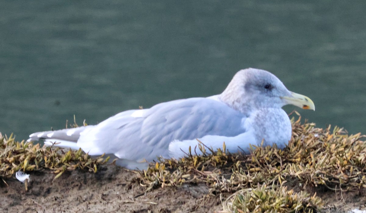 Western x Glaucous-winged Gull (hybrid) - ML646238869