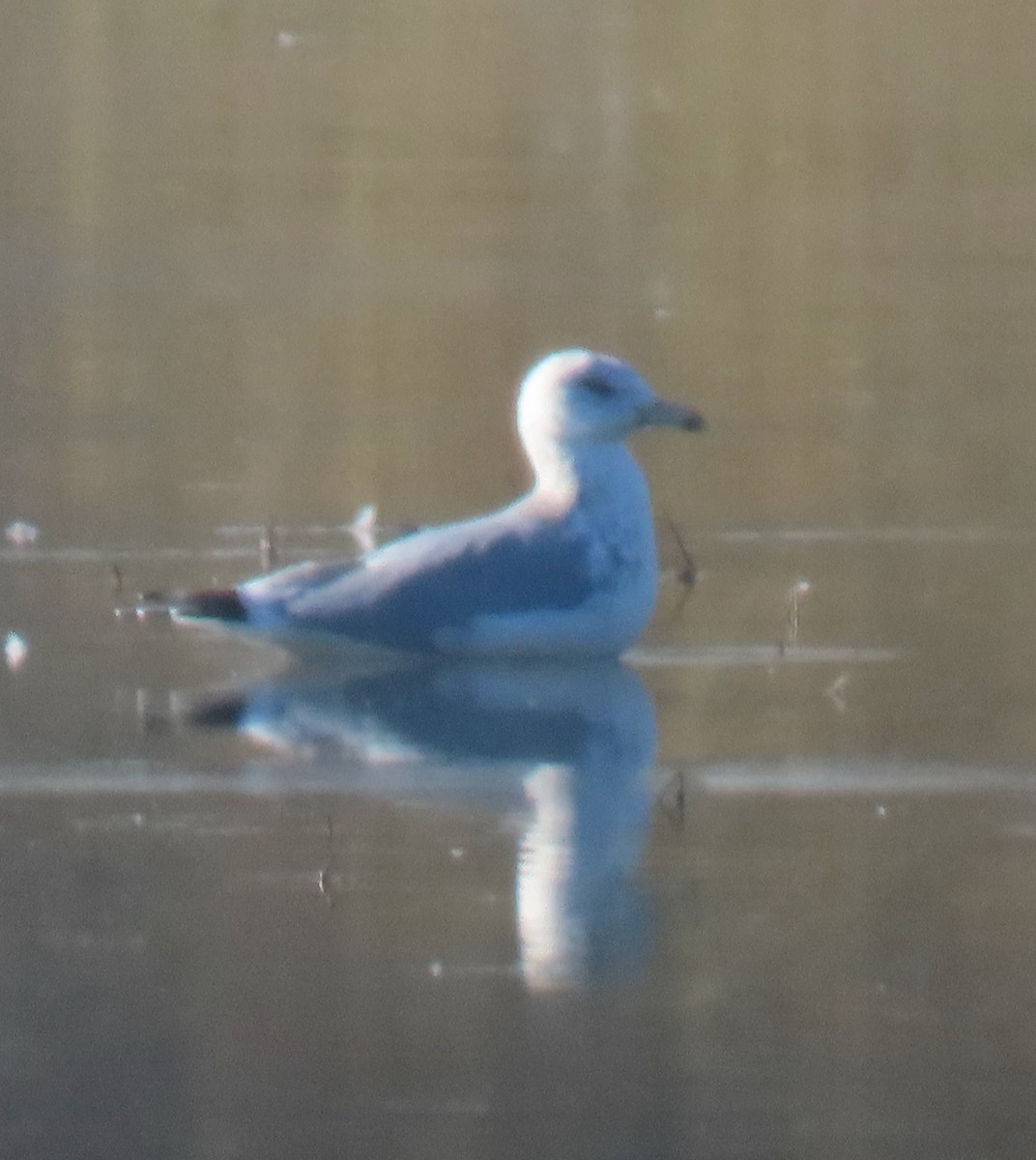 American Herring Gull - ML646238871