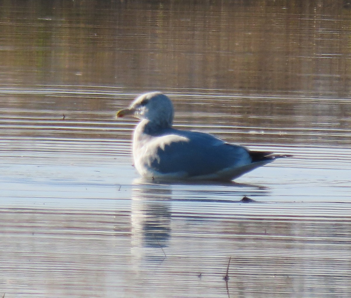 American Herring Gull - ML646238872