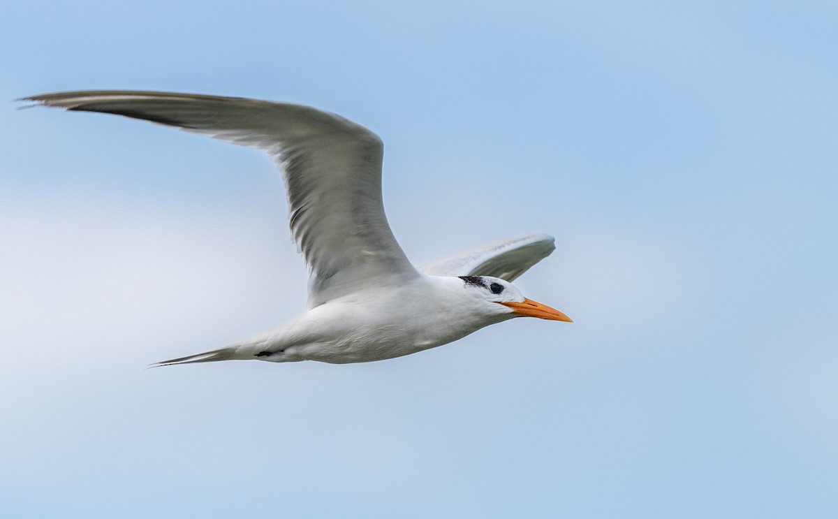 Royal Tern - ML646238873