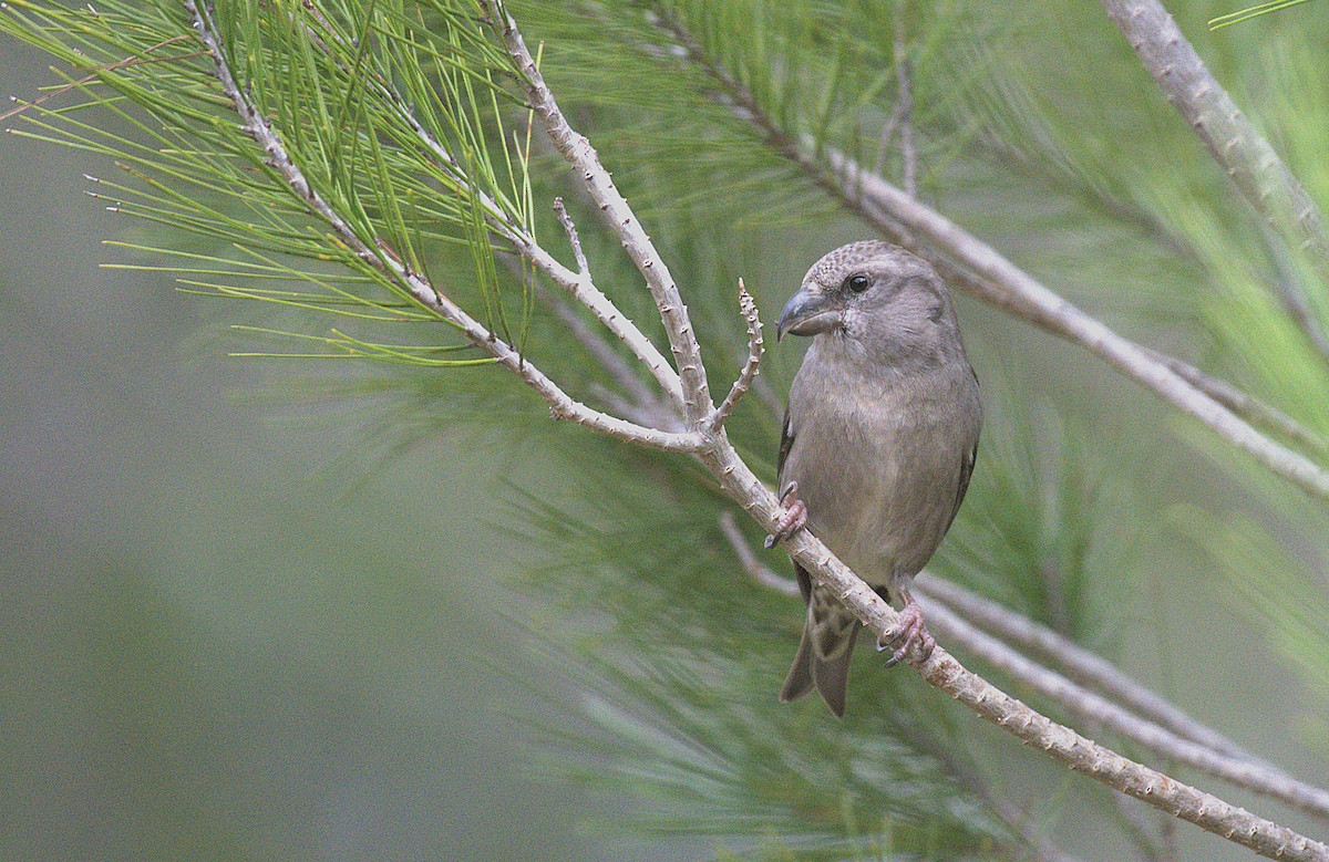 Red Crossbill - ML646238879
