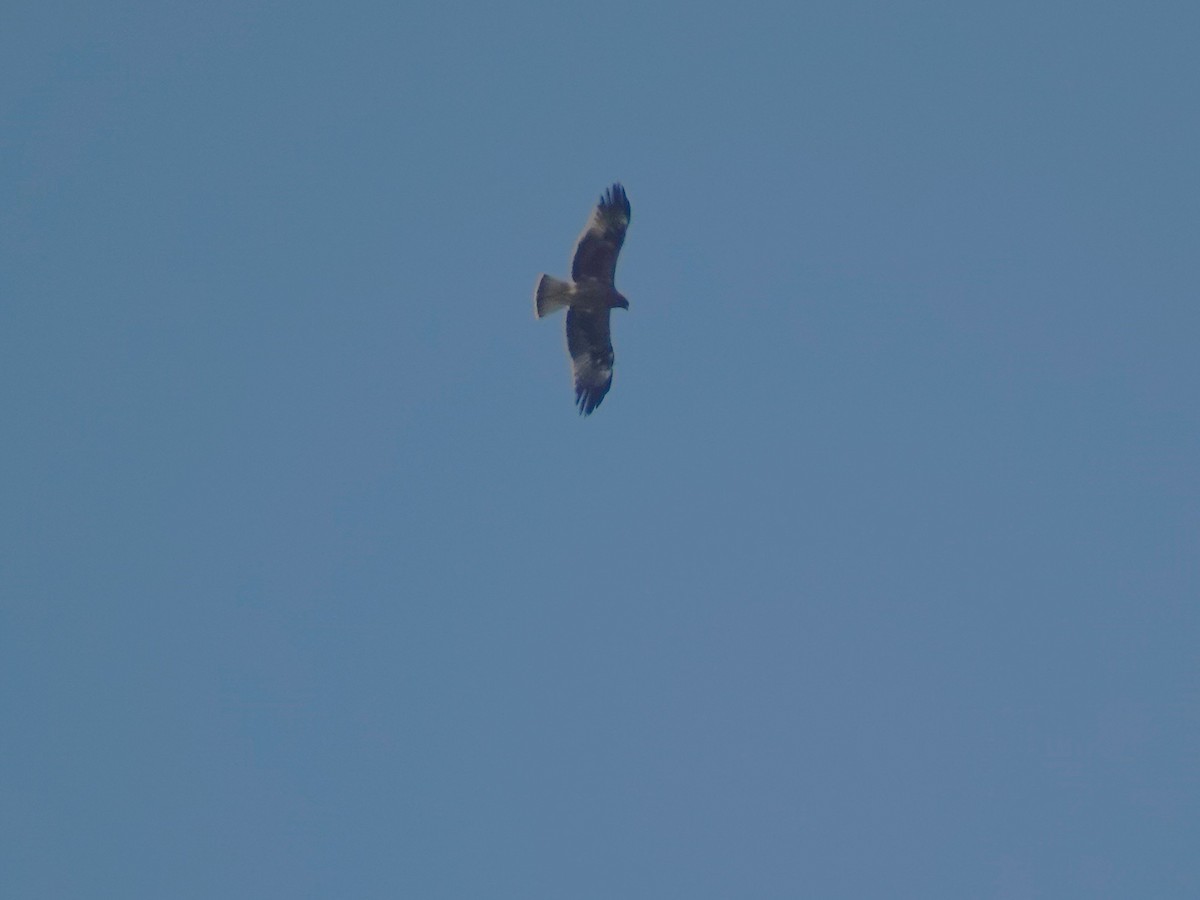 Booted Eagle - ML646238883