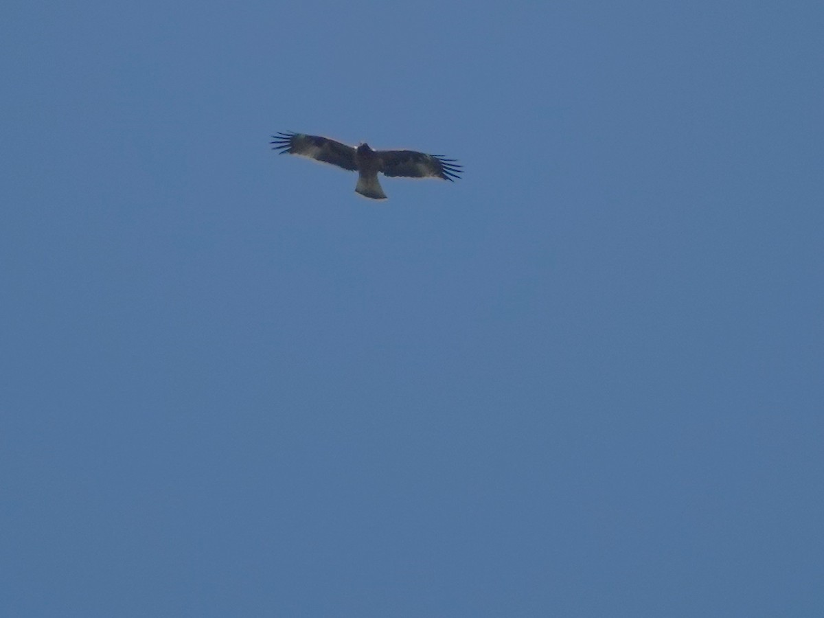 Booted Eagle - ML646238884