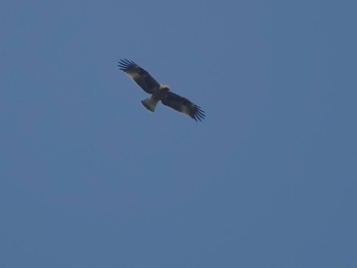 Booted Eagle - ML646238885