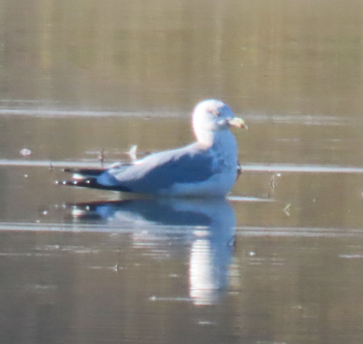 American Herring Gull - ML646238888