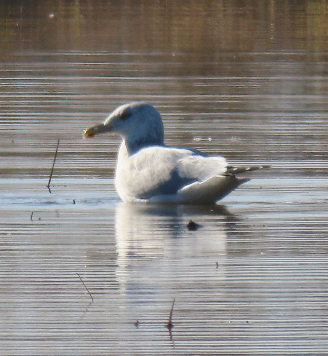 American Herring Gull - ML646238890