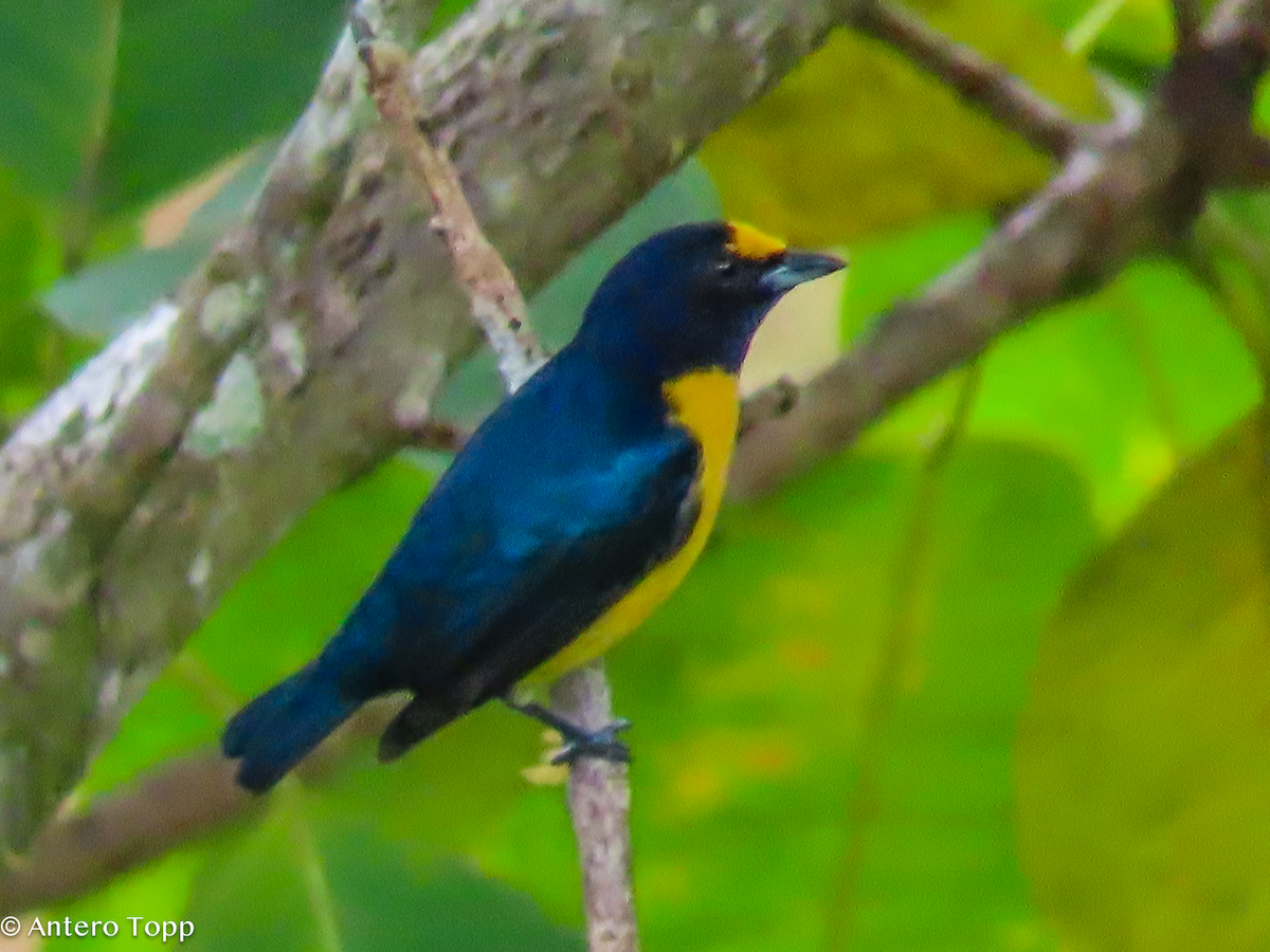 Ak Etekli Öfonya - ML646238897