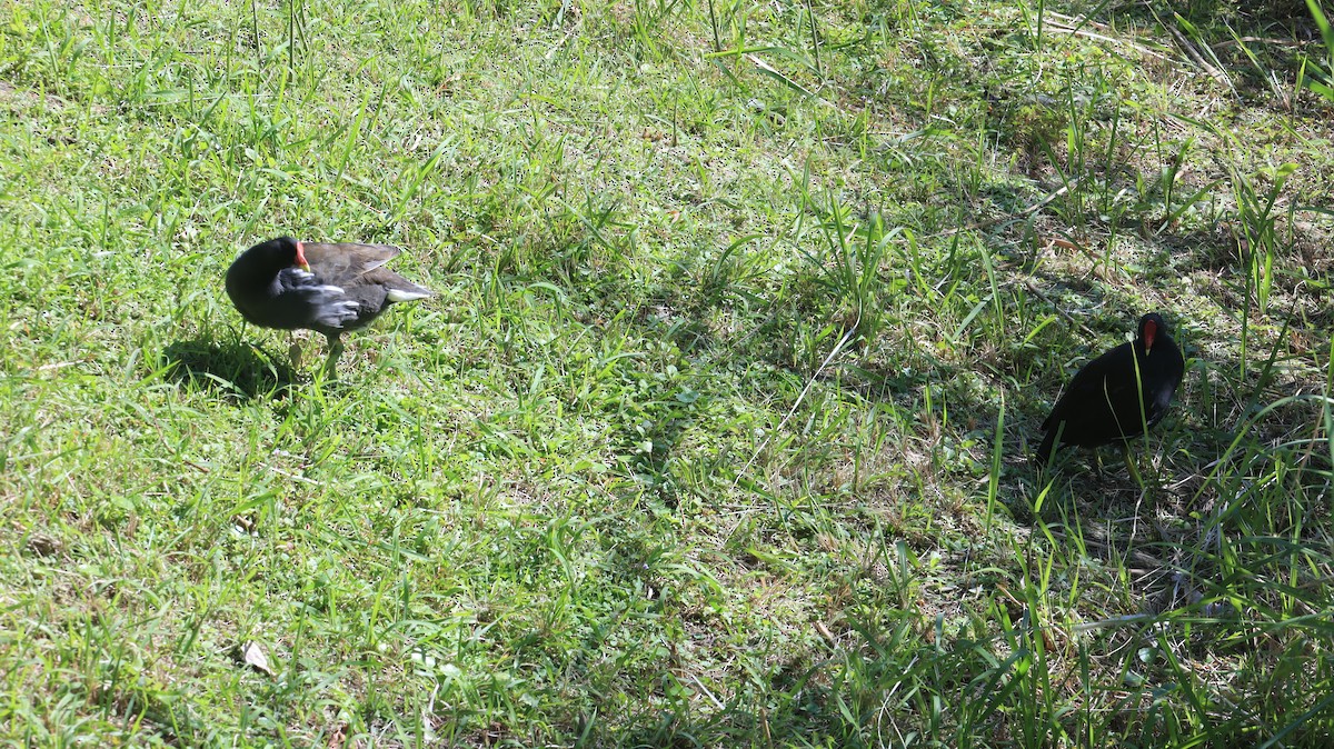 Eurasian Moorhen - ML646238899