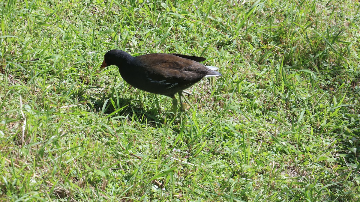 Eurasian Moorhen - ML646238904