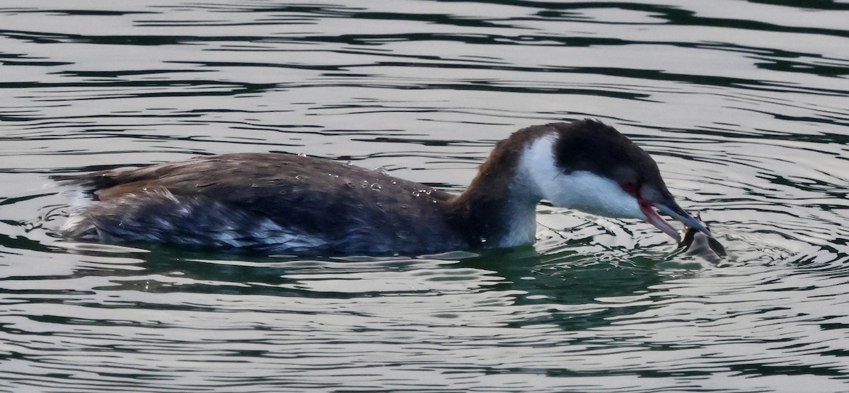 Красношейная поганка - ML646238910