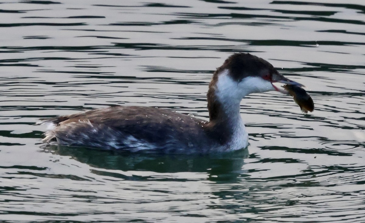 Красношейная поганка - ML646238911