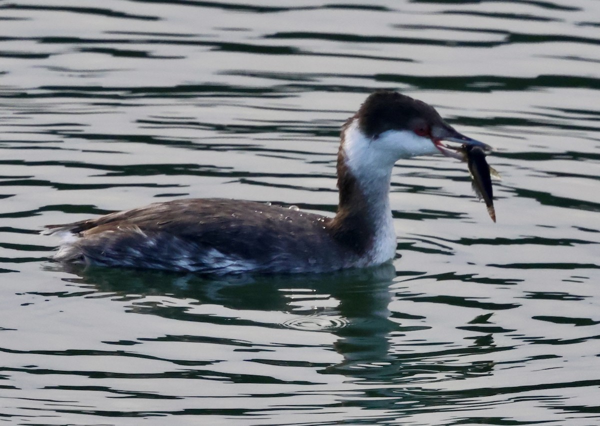Красношейная поганка - ML646238912