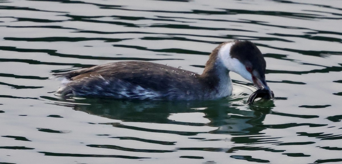 Красношейная поганка - ML646238913