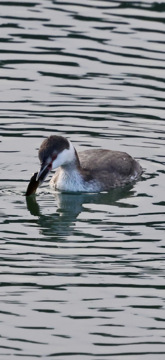 Красношейная поганка - ML646238914