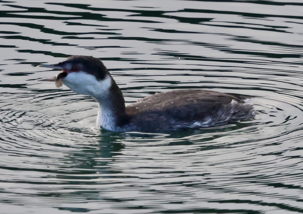 Красношейная поганка - ML646238915
