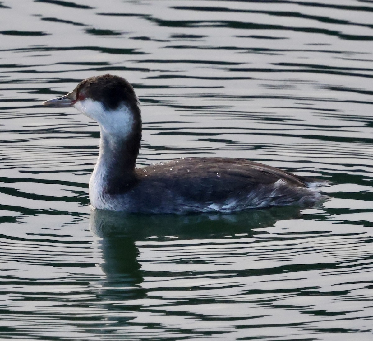 Красношейная поганка - ML646238916