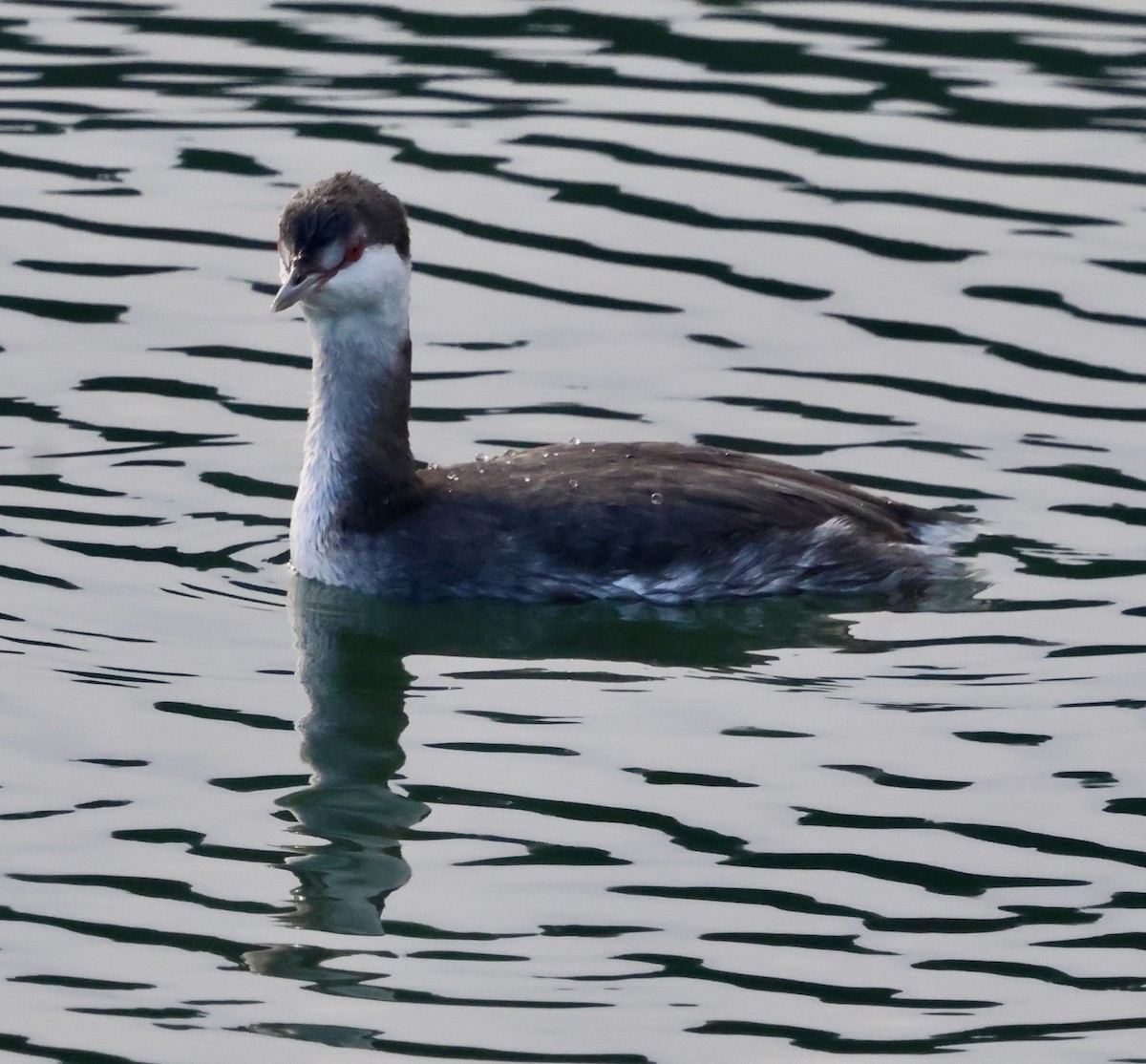 Красношейная поганка - ML646238917