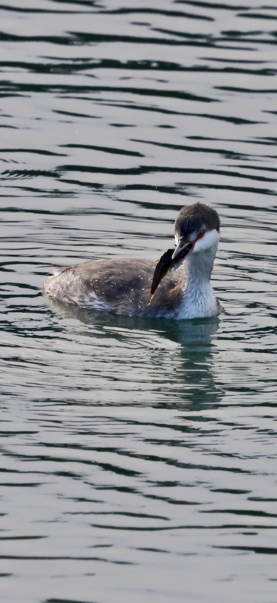 Красношейная поганка - ML646238918