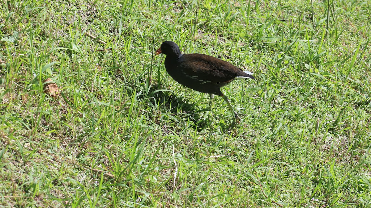 Eurasian Moorhen - ML646238919