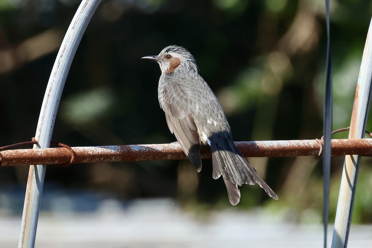 Brown-eared Bulbul - ML646238920
