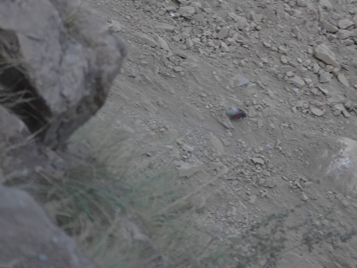 Wallcreeper - ML646238922