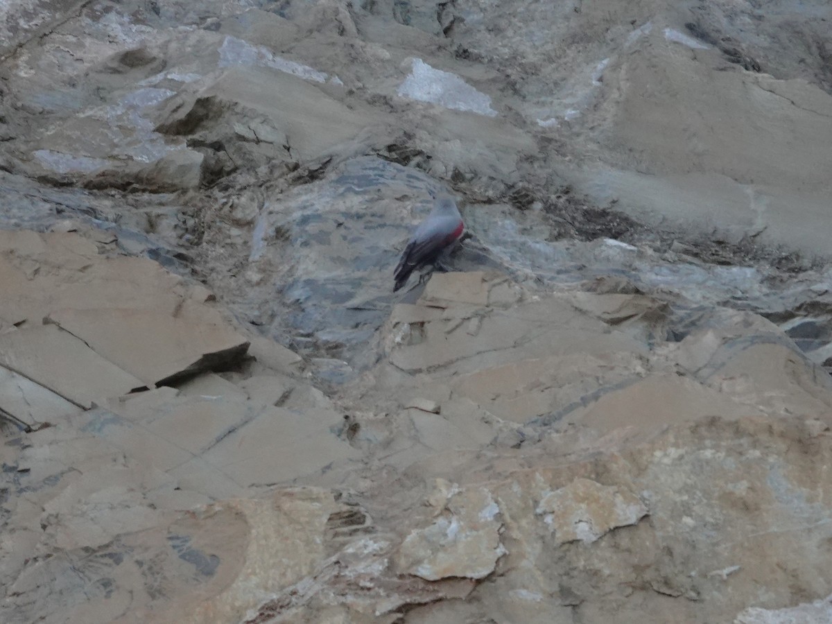 Wallcreeper - ML646238923