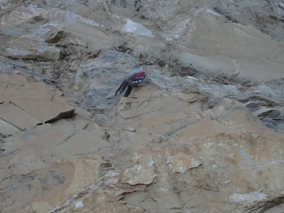 Wallcreeper - ML646238924