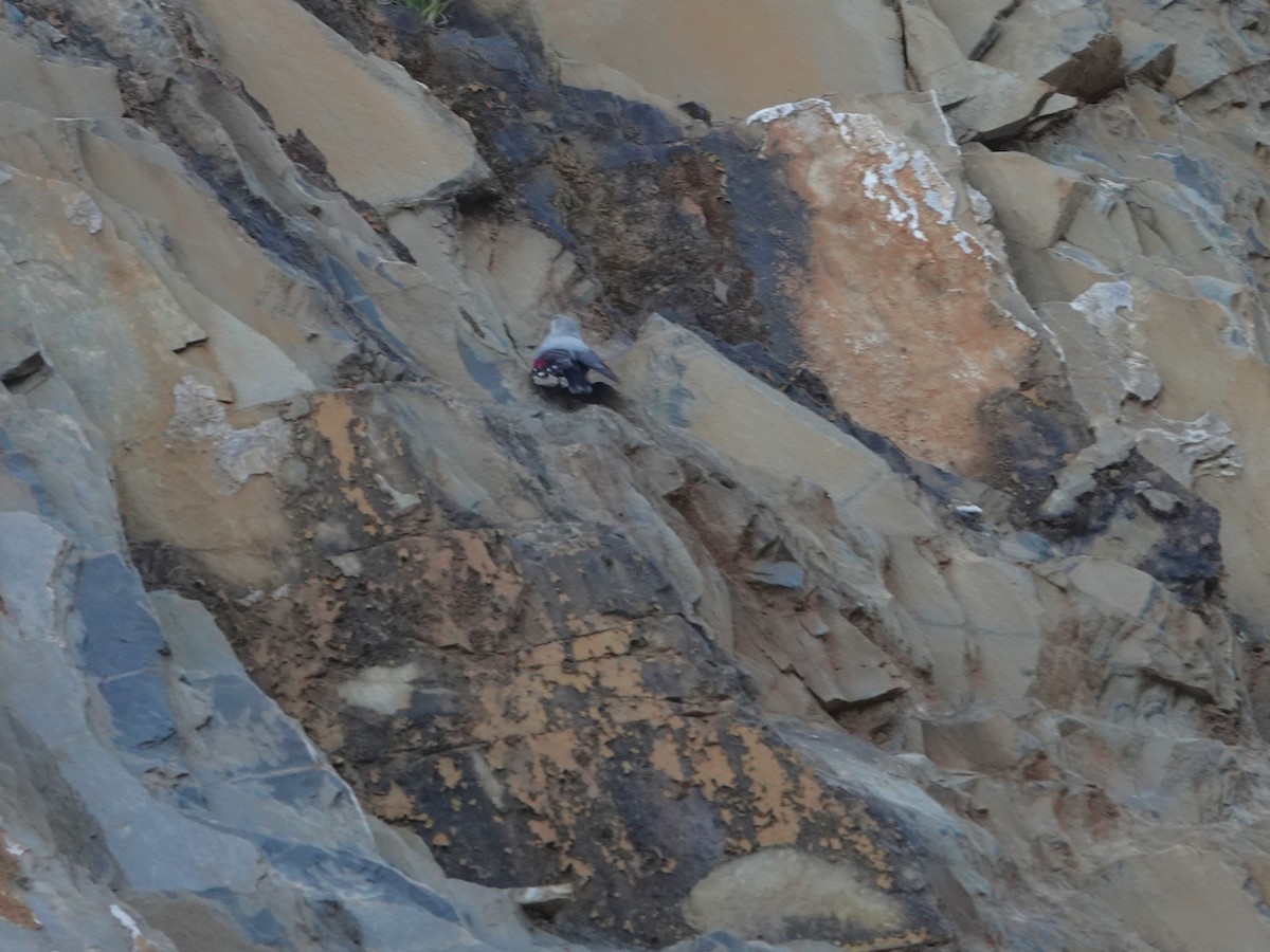 Wallcreeper - ML646238925