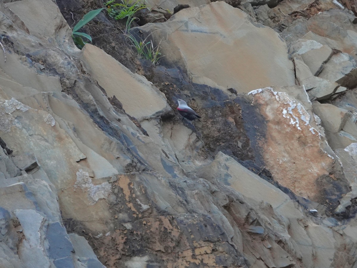 Wallcreeper - ML646238926