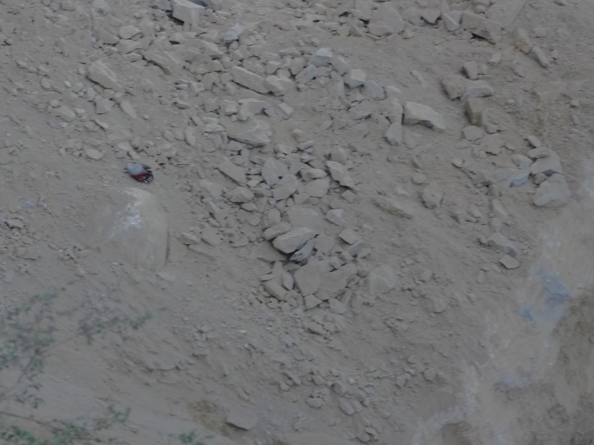 Wallcreeper - ML646238927