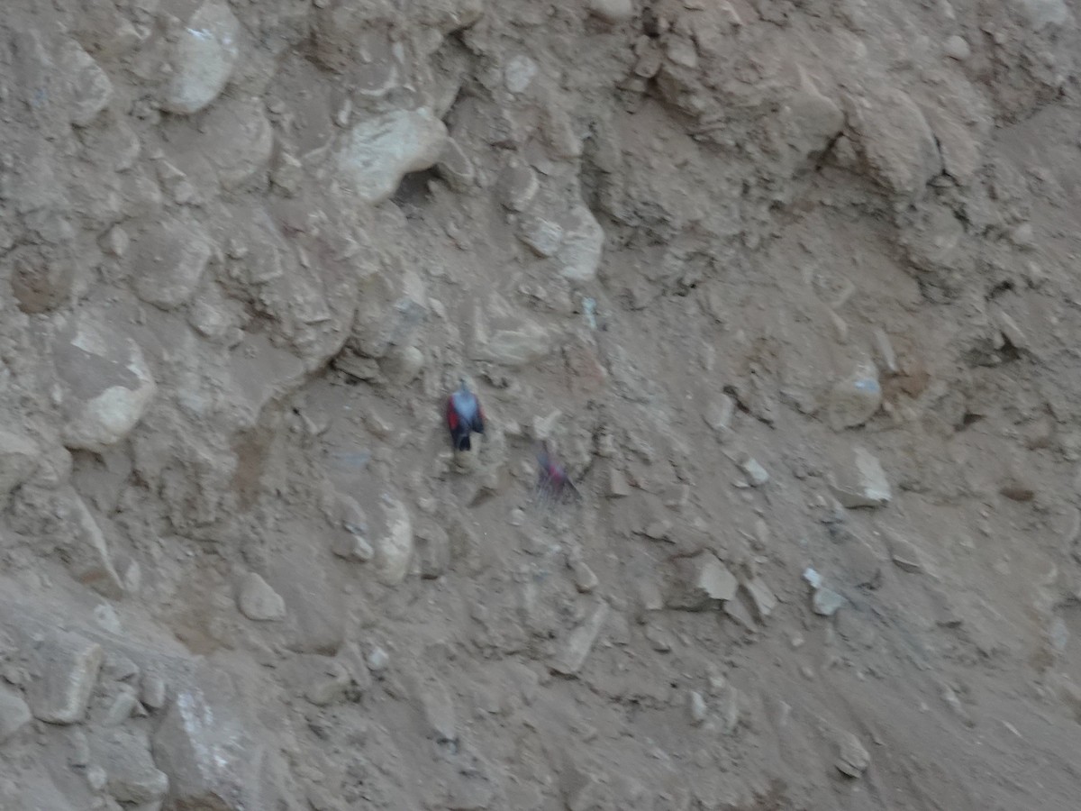 Wallcreeper - ML646238928