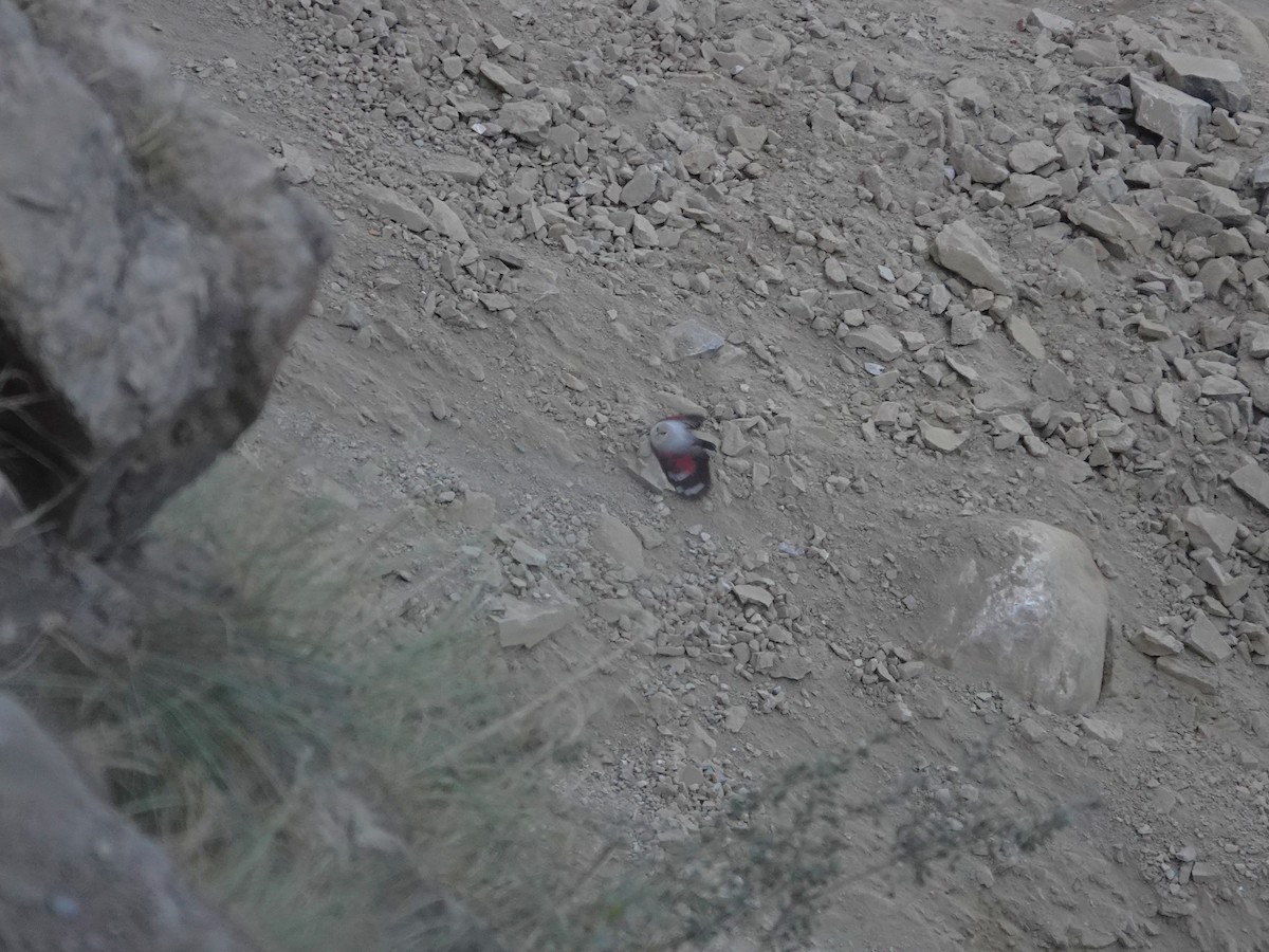 Wallcreeper - ML646238929