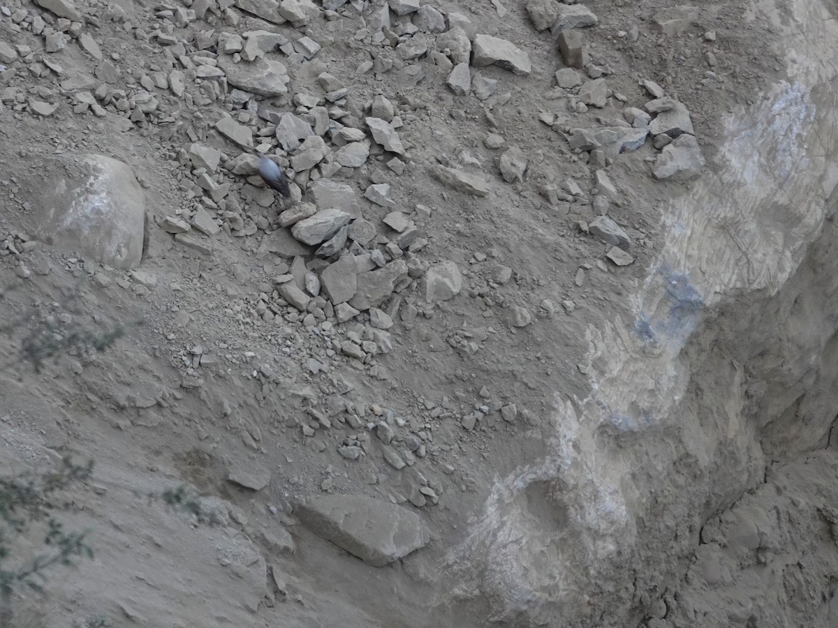 Wallcreeper - ML646238931