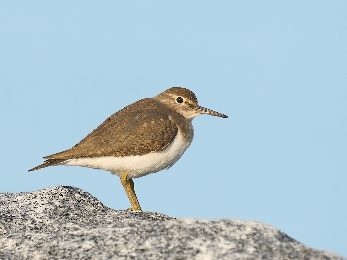 磯鷸 - ML646238932