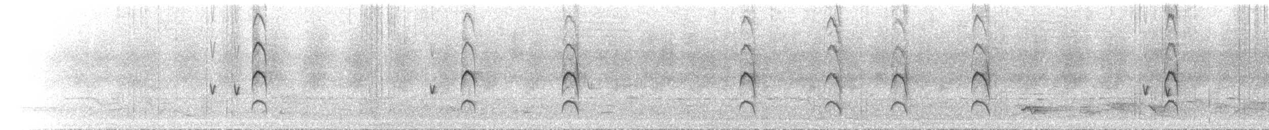 hvitstrupehonningeter - ML646238935