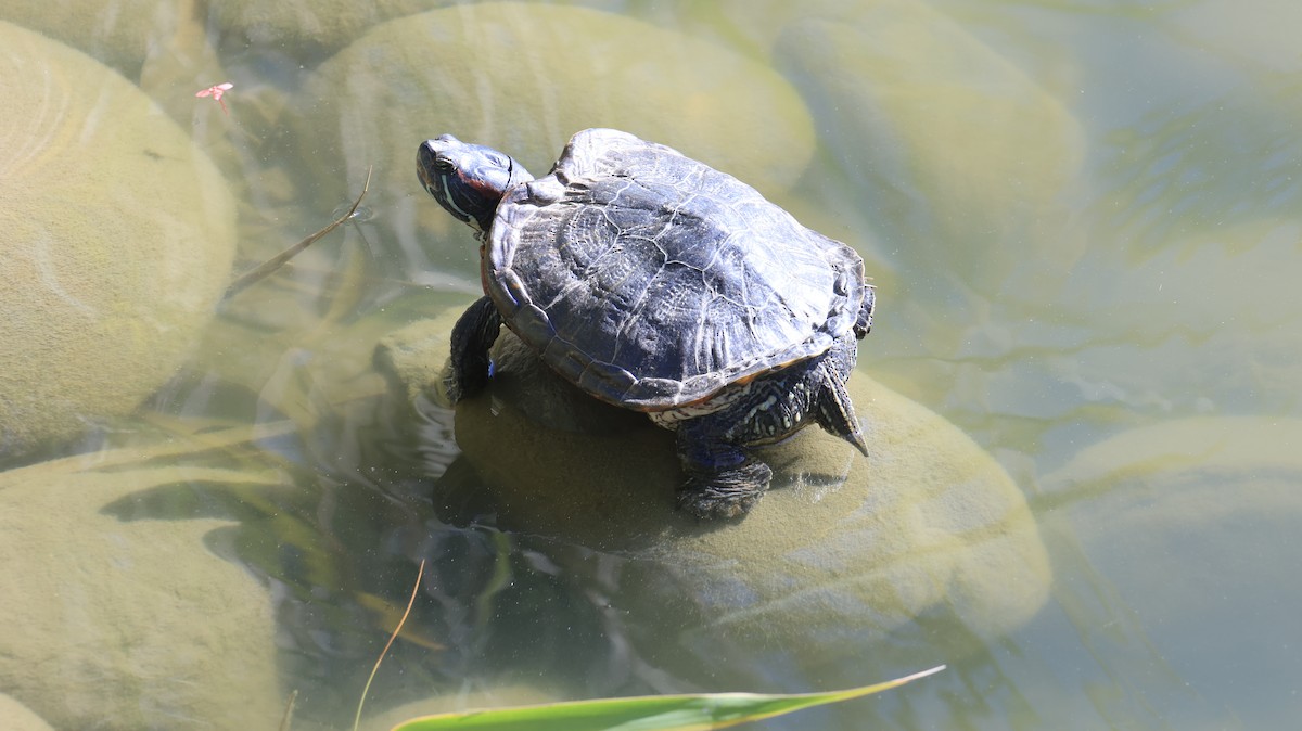 Pond Slider - ML646238936