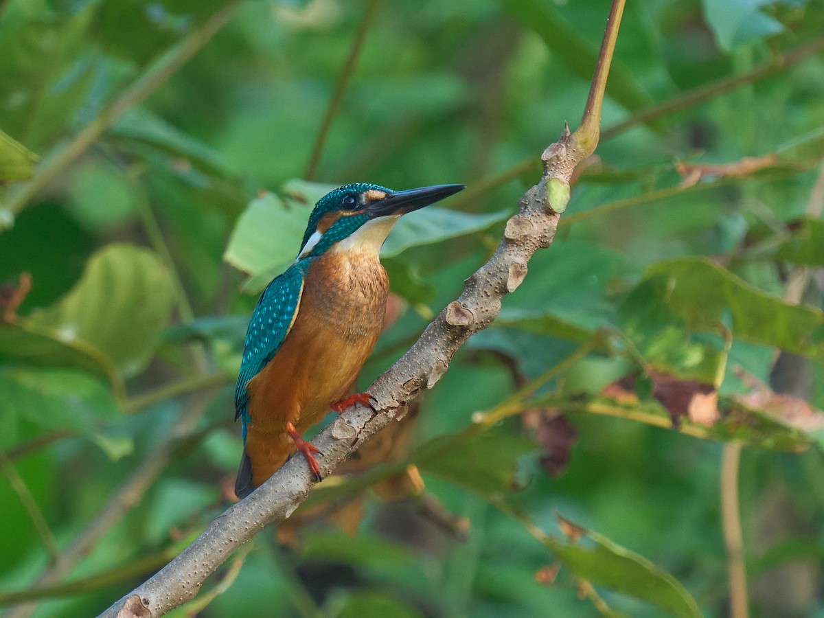 翠鳥 - ML646238940